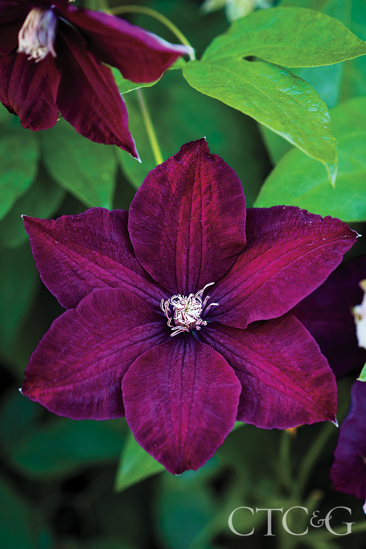 A close shot of a purple clematis flower.