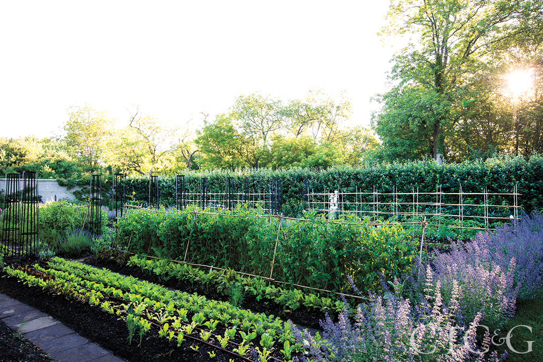 Rows of vegetables and plants in a garden.
