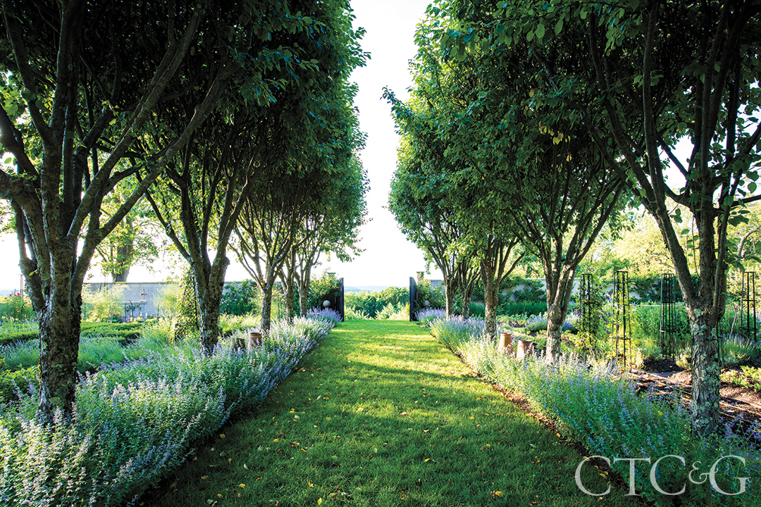 A grass path between rows of crabapple trees.