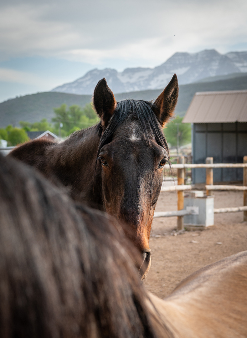 Robert Redfords Majestic Utah Ranch Hits The Market Horse