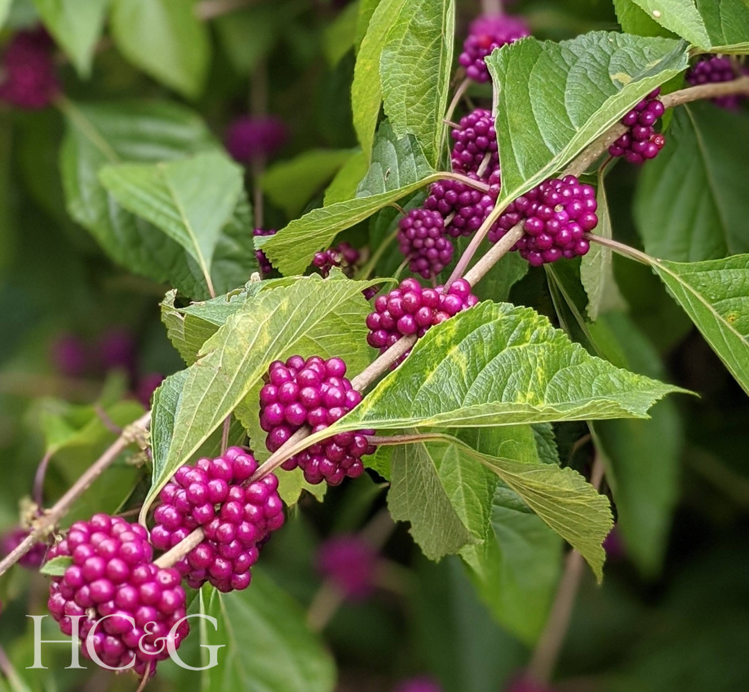 Beautyberry,bush,in,the,garden,,callicarpa,americana,,autumn,berries