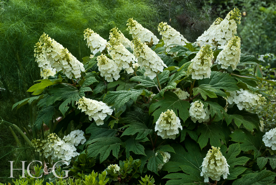 Flower,head,of,oakleaf,hydrangea,(hydrangea,quercifolia),in,mid May,in