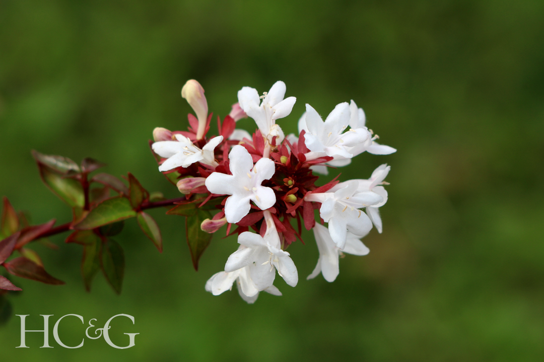 Branch,of,linnaea,grandiflora,or,abelia,grandiflora,or,glossy,abelia