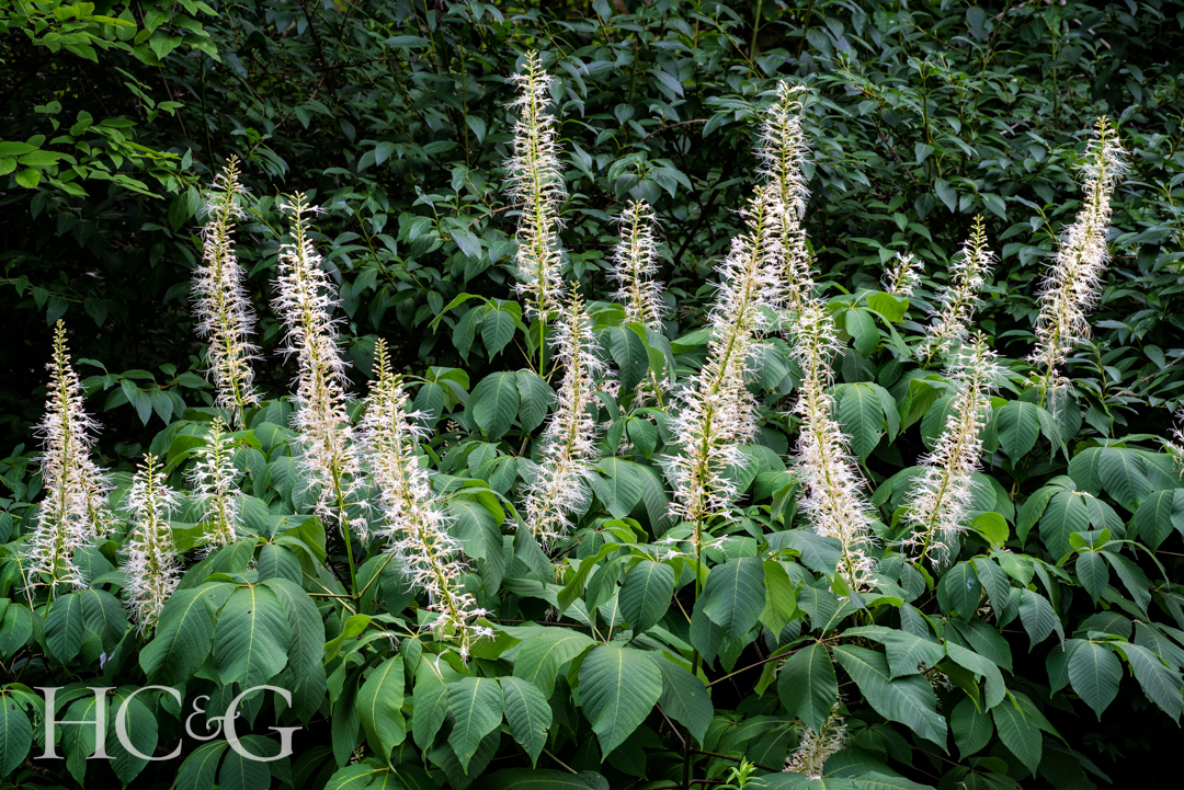 Bottlebrush,buckeye,shrub,blooming,in,central,virginia
