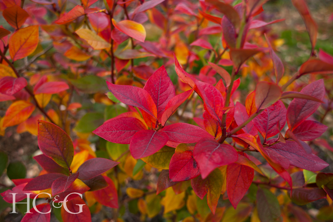 Blueberry,fruit,orchard,,,food,plantation, ,rows,of,high