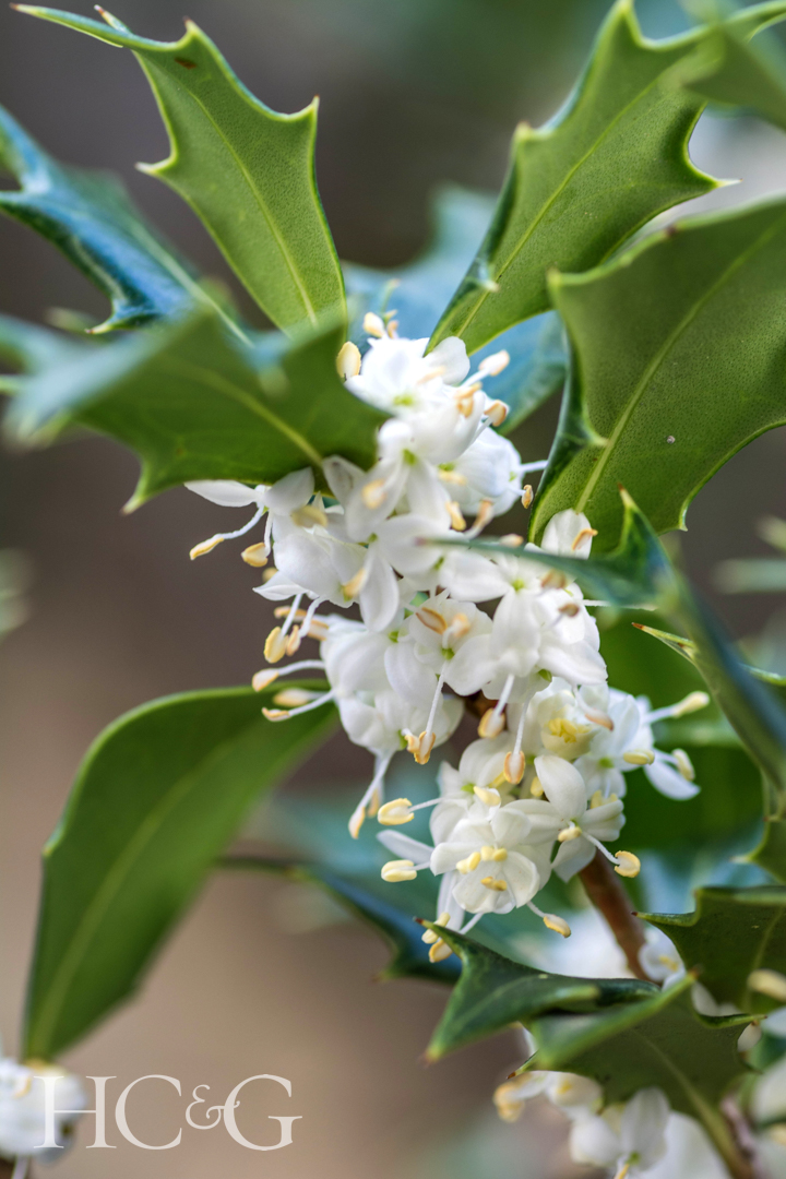 It,is,a,flower,of,holly,olive Osmanthus,heterophyllus ,in,fukuoka