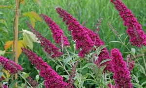 Five Pots to Pair With Your Summer Plants