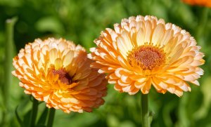 Don’t Forget About These Nine Colorful Flowers