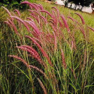 Let Your Garden Grow Wild!