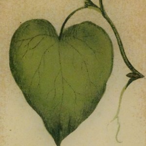 Technology Meets Nature