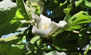 Add These Native Species to Your Property