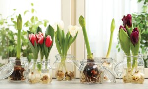 Eight Plants You Can Grow Inside This Winter