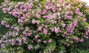 A stunning pink rose bush in full bloom