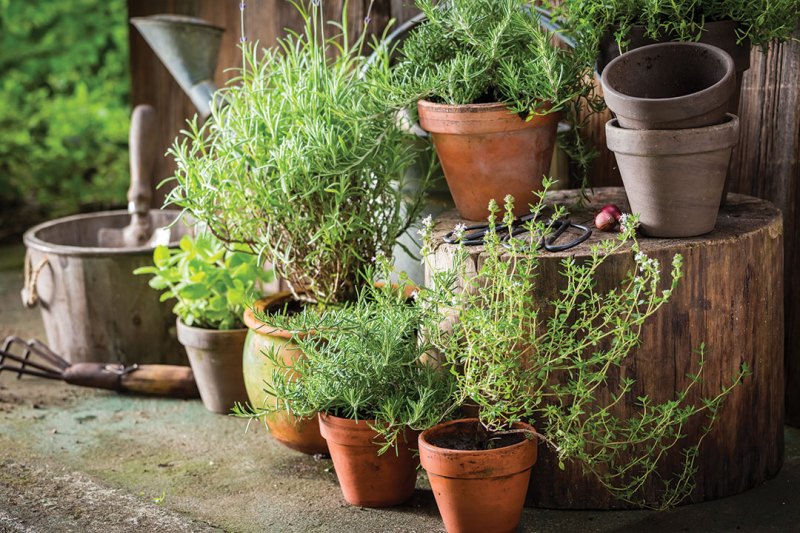 The Latest in All Things Summer Gardening