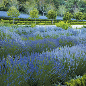 Andrea Cochran Coaxes the Grounds of an Atherton Property into a Sublime Formal Garden