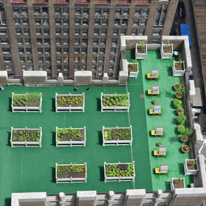 David Garcelon, Culinary Director at the Waldorf Astoria Tells NYC&G What Led Him to Start a Roof Garden