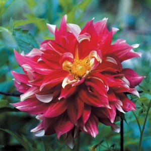 Inside the Studio and Garden of Frances Palmer