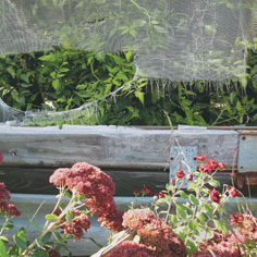 Between Planting and Picking