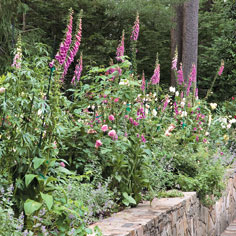 Landscape designer Katie Brown creates an easygoing, informal garden on her home turf Image Gallery