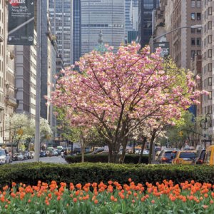 New York Photographer Betsy Pinover Schiff Sees Beauty on Every Corner