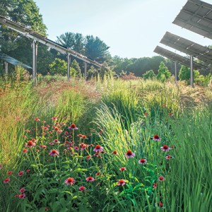 Tour a New Canaan Garden Where Flowers, Bees, and Solar Panels Live Harmoniously