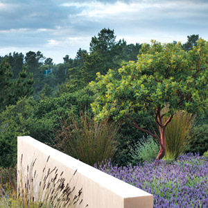 Bernard Trainor Artfully Transforms a Rugged Carmel Property into a Picturesque Landscape