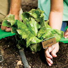Sustainable Connecticut: Spring Lettuce