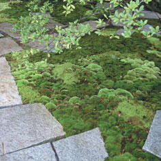 Landscape Innovator 3: Ben Young Landscape Design