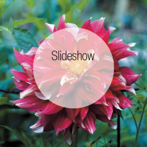 Inside the Studio and Garden of Frances Palmer