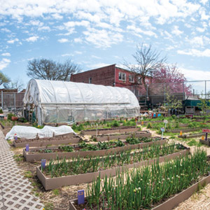 Edible Schoolyard NYC Teaches Inner-City Kids to Mind Their Peas and Cukes
