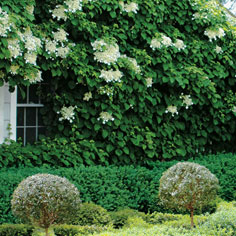 The Exquisite Gardens of Oscar and Annette de la Renta Are a Labor of Love&mdash;and a Work in Progress