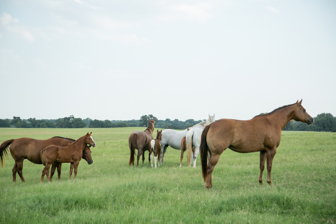 Horses on Terry Bradshaw Ranch