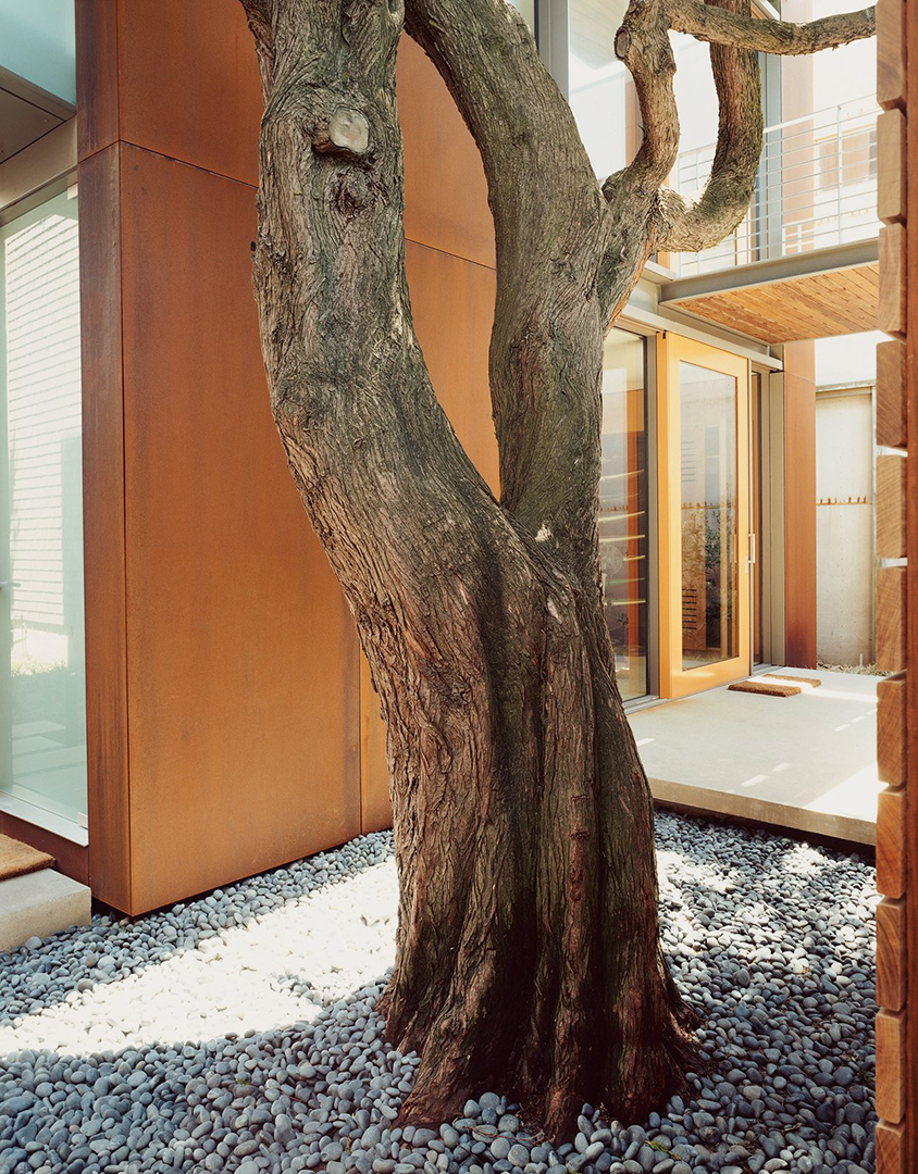 Mature tree in California