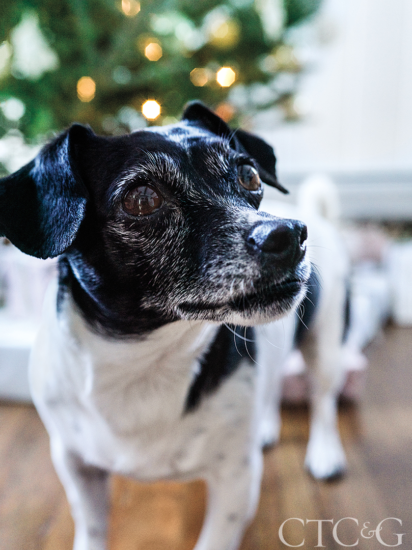 Dog standing in front of Christmas tree in neutral house