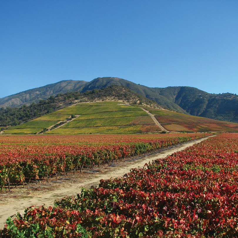 Chilean Vineyard
