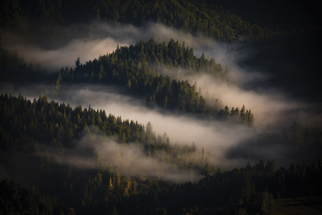 foggy forest