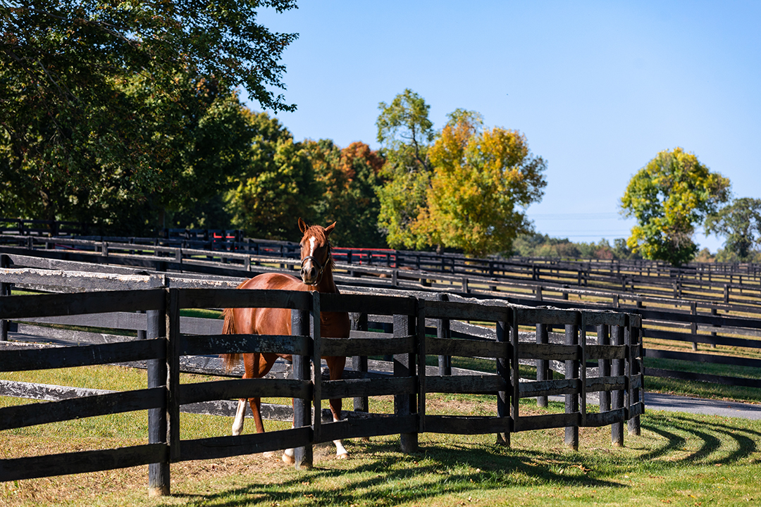 Calvin Klein Equestrian Estate Horse Fence