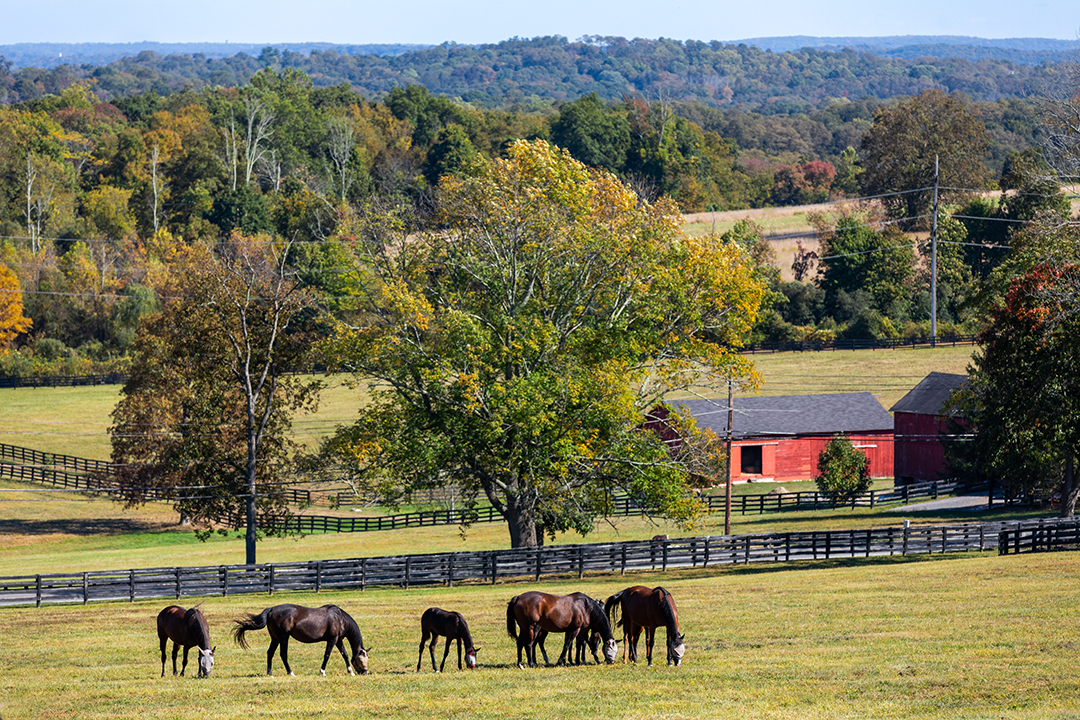Calvin Klein Equestrian Estate Horses