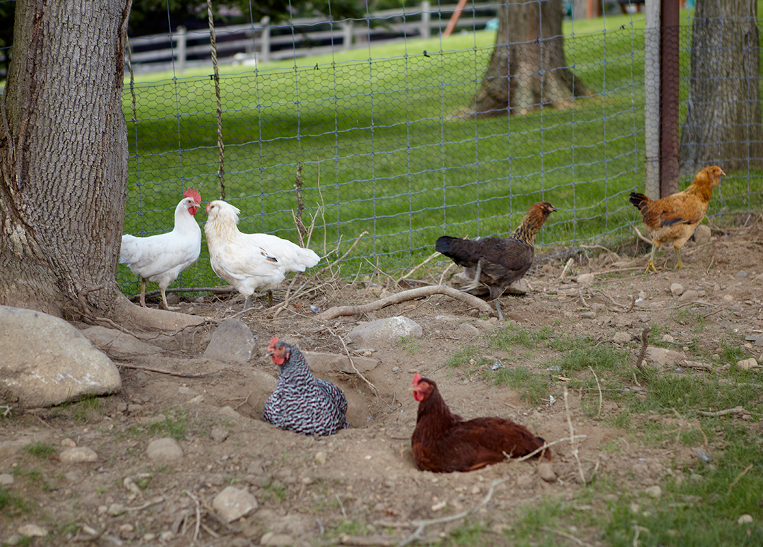 Filmmaker Barry Levinsons Former Redding Ct Estate Hits The Market Chickens