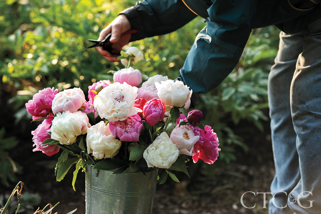 Brad French Tends To Bucket Of Peonies At His Weston Home
