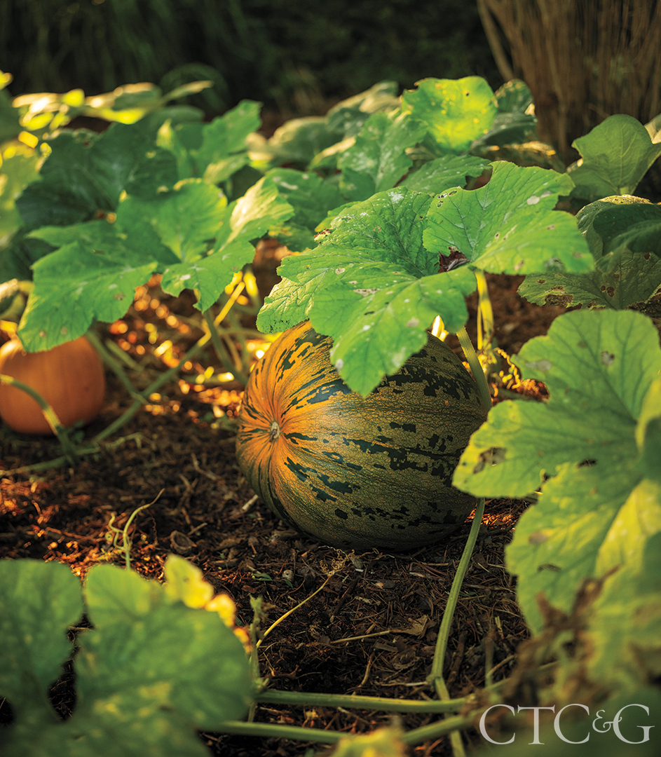 Brad French's Pumpkins In His Weston Garden