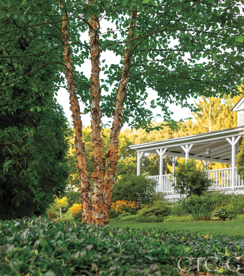Brad French's River Birch Tree In His Weston Yard