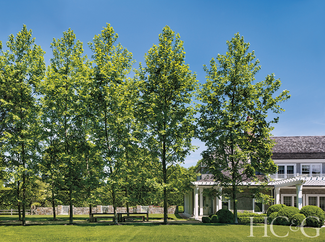 A row of green trees sheltering the back of a shingle-style home.