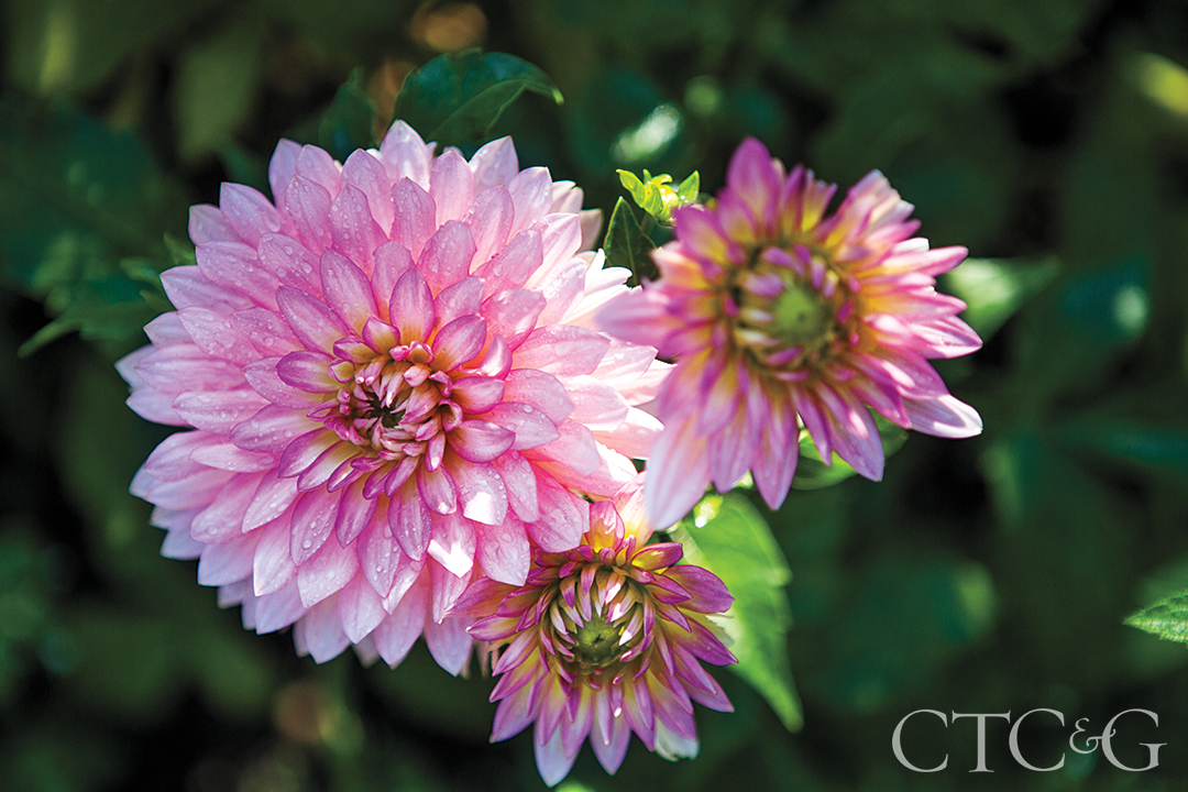 Three pink dahlia flowers.