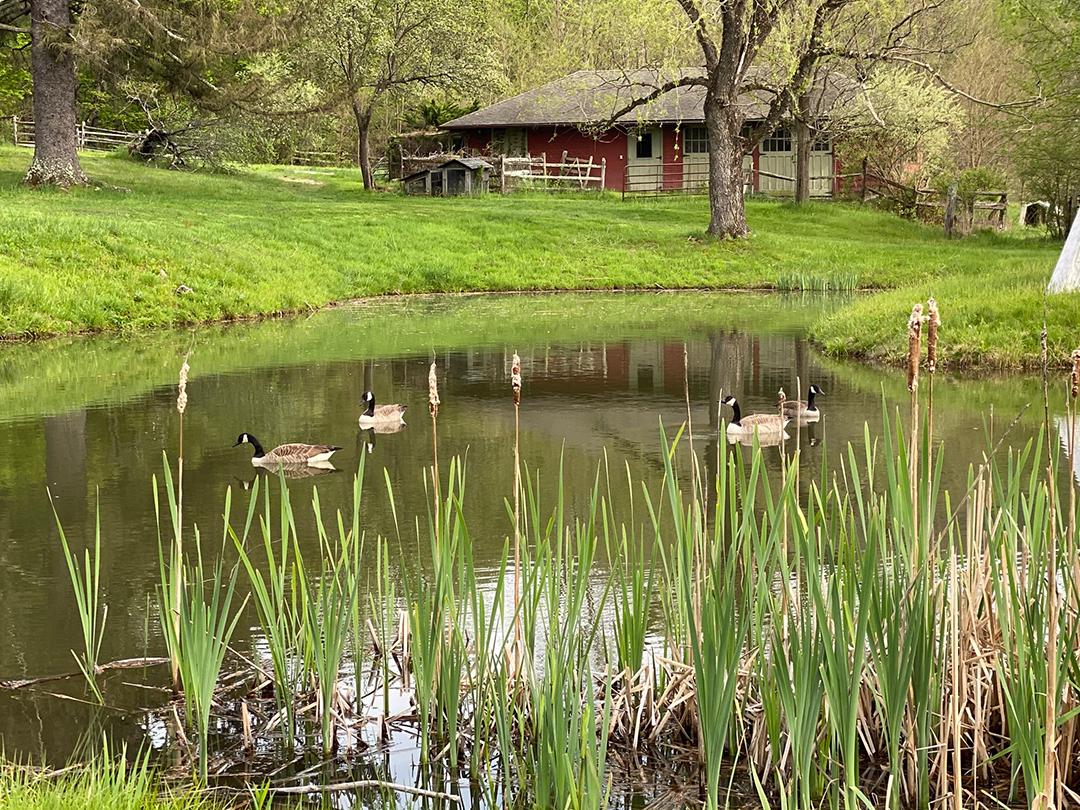 Co Creator Of Iconic 1969 Woodstock Festival Lists Home Right Nearby Pond B