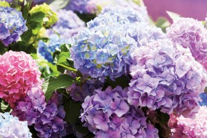 Hydrangeas