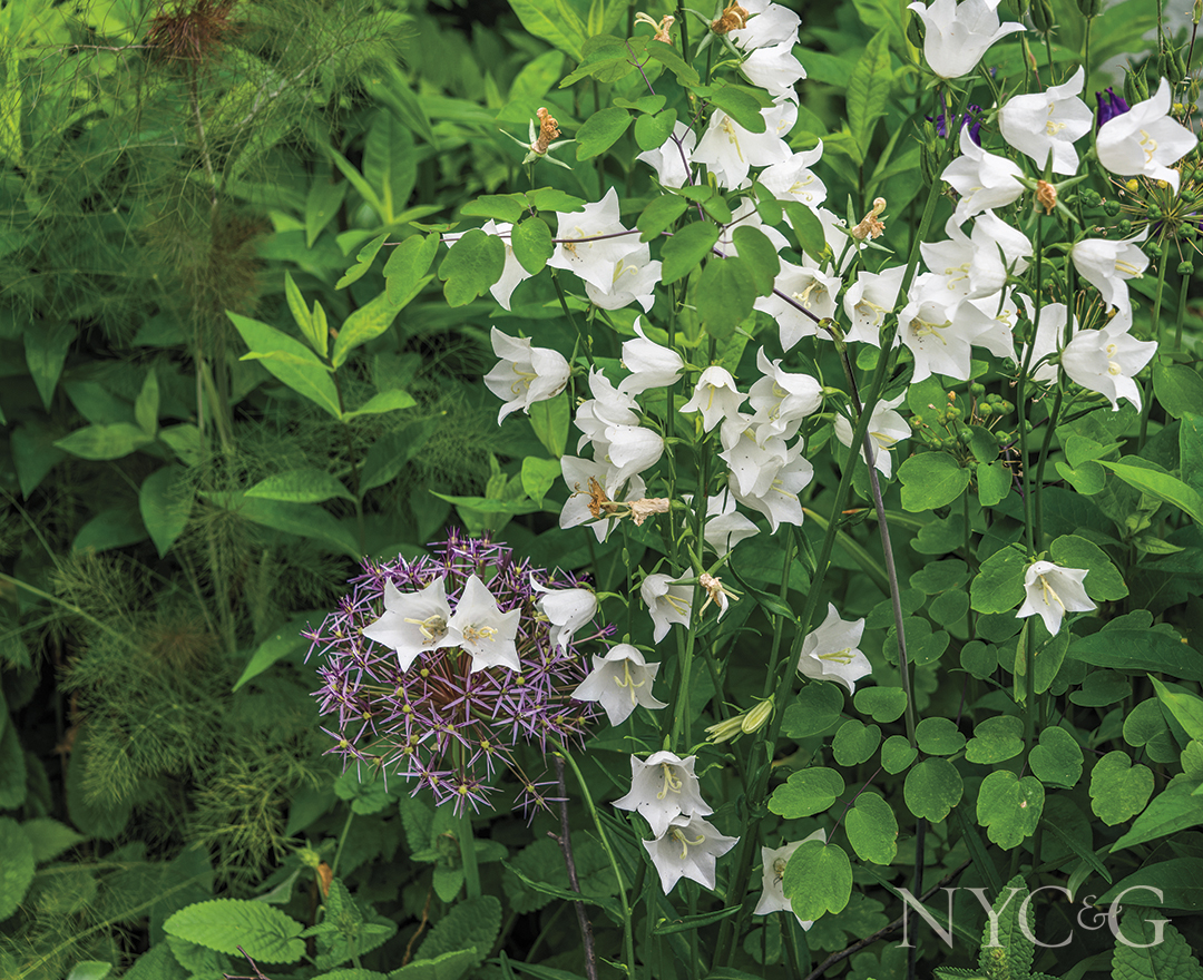 Bevacqua Garden 3152