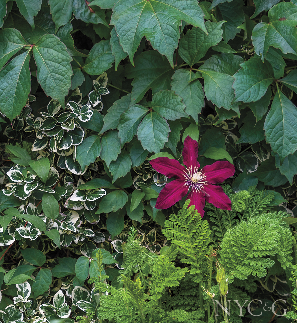 Bevacqua Garden 3183