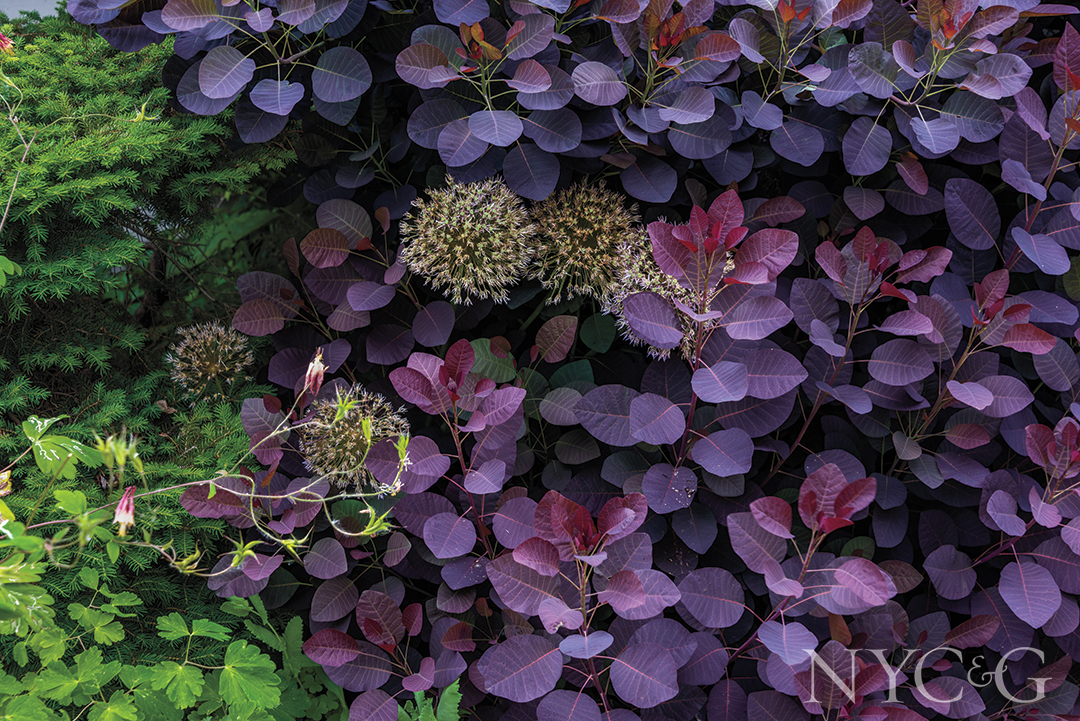 Bevacqua Garden 3285