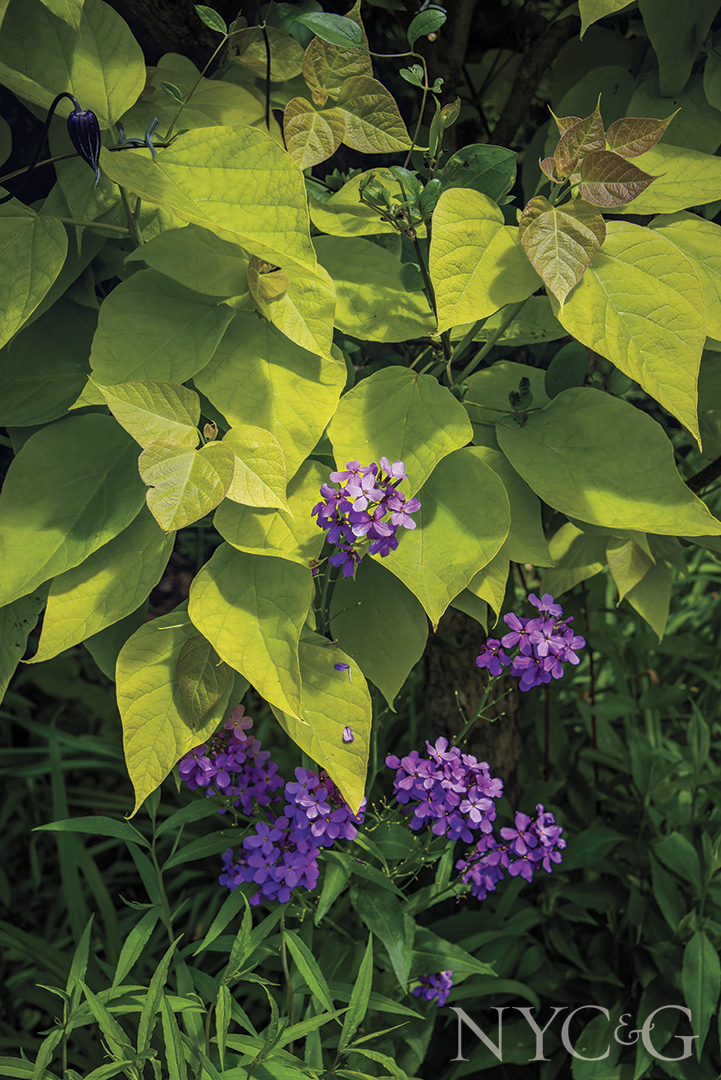 Bevacqua Garden 7333